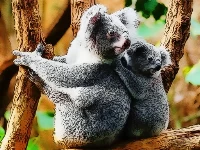 Cute baby koala bear