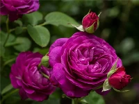 Purple roses puzzle