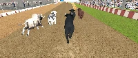 Angry bull racing