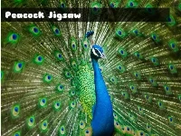 Peacock jigsaw